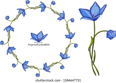 Vector floral bell flower set. Floral plant set.