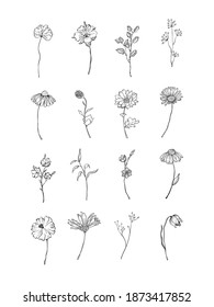Vector floral black branches and flowers. Floral leaves branches and flowers in doodle style for minimalist card or logo design 