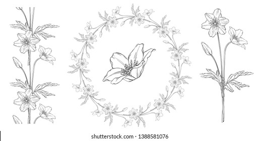 vector floral black and white composition set with anemone flowers