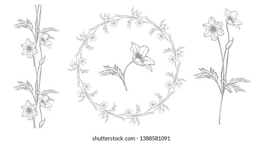 vector floral black and white composition set with anemone flowers