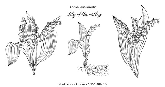 vector floral black and white compositions with Lily of the valley flowers.