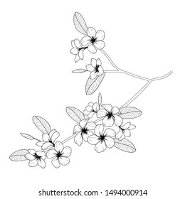 Vector floral black and white illustration line Plumeria flowers tropical tree on white background