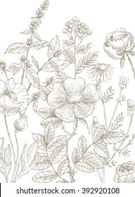 Vector floral border. Herbs and wild flowers. Botanical Illustration engraving style