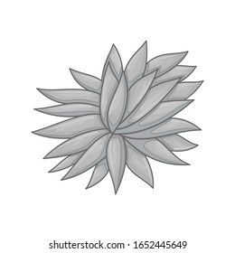 Vector floral botanical flower Illustration Color Ornament Grey