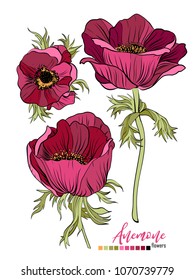 Vector floral bouquet design: garden red burgundy Anemony flower. Wedding vector invite card. Vector design element set