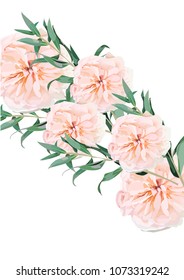 Vector floral bouquet design: garden pink peach Rose wax flower, anemone Eucalyptus branch greenery leaves. Wedding vector invite card Watercolor designer element set