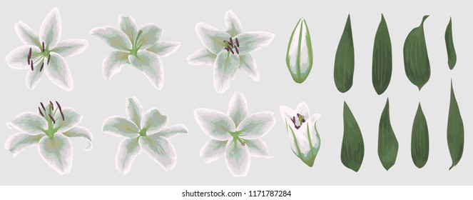 Vector floral bouquet design: set of tender white lily flowers, buds and green leaves. Wedding vector for invite card. Watercolor designer editable element bundle. Beautiful design element. Element 