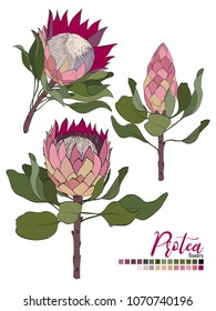 Vector floral bouquet design:blossom Protea flowers and leaves. Wedding vector invite card Vector designer element set