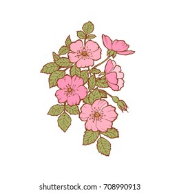 Vector floral branch of rose. Colorful pink flower with leaves and flowers drawing, design of cards, postcards, fabrics, Wallpaper, paper, clothing, embroidery, wedding invitations. Floral elements