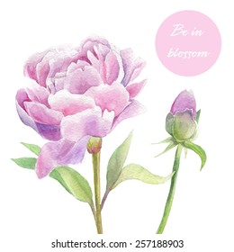 Vector Floral card of Painted Pink Watercolor Peonies on the white background 