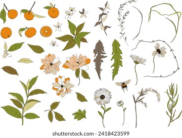 Vector floral collection with citrus tangerines, daisy, meadow flowers, dahlia flowers, bumblebee, twigs, branches, leaves, hand painted vector illustrations