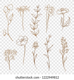Vector floral collection. Hand drawn set Flowers and leaves. Blooming composition for greeting cards and decorations. Botanical illustration on a transparent background. Gold color.