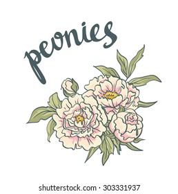 A Vector Floral Collection of hand drawn Pink Peonies 
