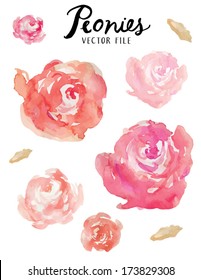 A Vector Floral Collection Of Painted Pink Watercolor Peonies Flowers