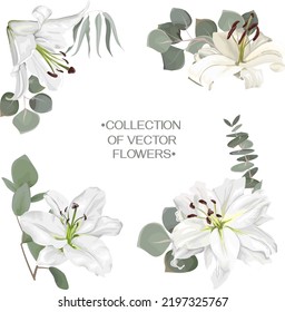 Kollektion von Vektorfloralen. Satz von weißen Lilien mit grünen Blättern. Eukalyptus und verschiedene Pflanzen. 
