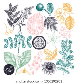 Vector floral collection. Vintage Hand drawn exotic fruits and flowers illustrations. Aromatic and medicinal plant set. Outlines in engraved style.