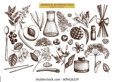 Vector floral collection. Vintage Hand drawn Perfumery and cosmetics ingredients set. Aromatic and medicinal plant.