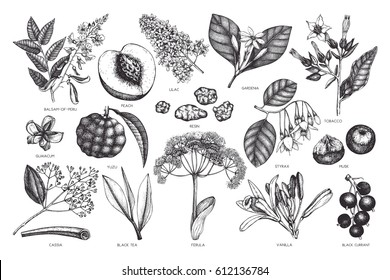 Vector floral collection. Vintage Hand drawn Perfumery and cosmetics ingredients set. Aromatic and medicinal plant.