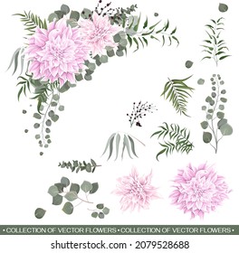 Vector floral corner. Pink dahlias, eucalyptus, green plants and leaves. All elements are isolated on a white background.