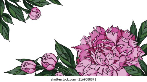 Vector floral corners from pink peony flower, buds, green leaves. Decorative elements with summer flowers for card, poster, invitation.