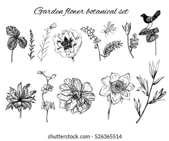 Vector floral design elements set. Birds, bugs and summer garden flowers including roses, tulips, irises, lily of the valley etc. Vector illustration in retro graphic engraving style. Line art