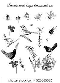 Vector floral design elements set. Birds, bugs and summer garden flowers including roses, strawberry leaves, lily of the valley etc. Vector illustration in retro graphic engraving style. Line art