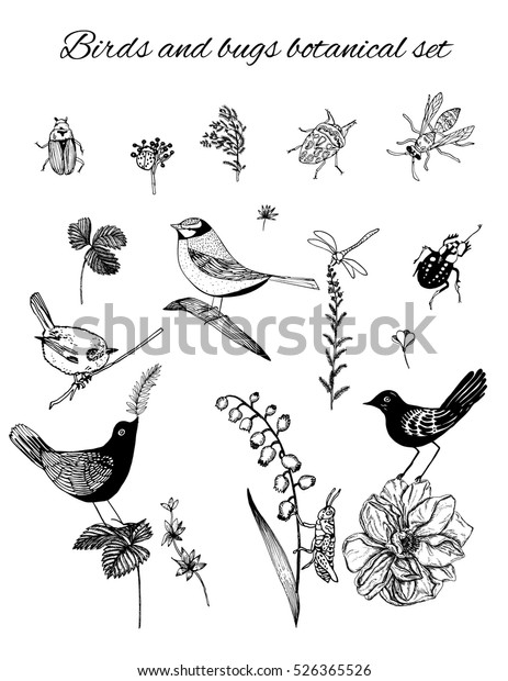 Vector floral design elements set. Birds, bugs and\
summer garden flowers including roses, strawberry leaves, lily of\
the valley etc. Vector illustration in retro graphic engraving\
style. Line art