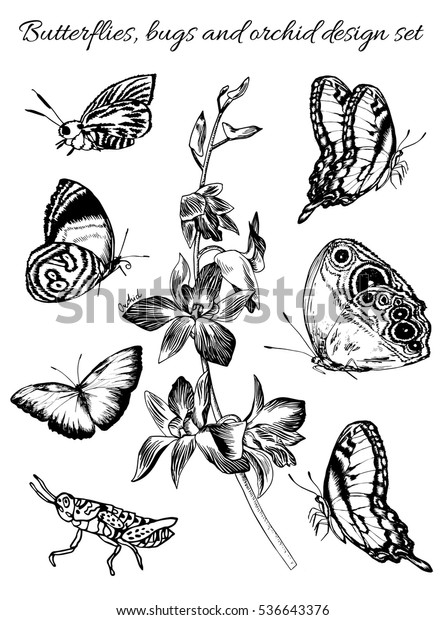 Vector floral\
design elements set. Butterflies and orchid. Illustration in retro\
graphic engraving style. Line\
art