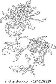 Vector floral drawing, black and white line art