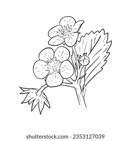 Vektorblumenelemente von Erdbeerblumen und Blättern. Skizze von Erdbeerblüten in Handschrift. Vektorflorale ElementeVektorgrafik von Erdbeerblumen und Blättern. handgezeichnet
