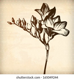 Vector floral freesia background. Hand drawn graphic for your design. All elements were placed in clipping mask and are easy to edit