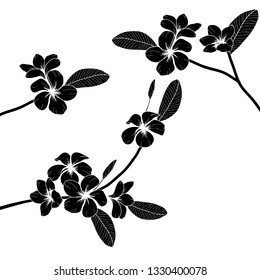 Vector floral illustration black flower Plumeria on white background