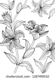 Vector floral illustration black and white tiger lily on a white background