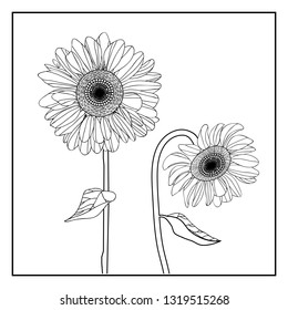 Vector floral illustration black and white flower Sunflower on white background