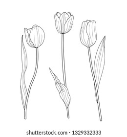 Vector floral illustration black and white line flowers Tulips Tulip realistic on white background