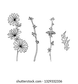 Vector floral illustration black and white line flowers set Chicory on white background