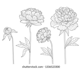 Vector floral illustration black and white ink flowers set of white Peonies. Realistic Peony on white background