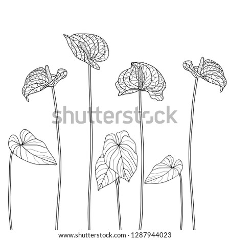 Vector floral illustration black and white flower Flamingo on a white background