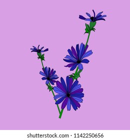 Vector floral illustration blue chicory on a purple background
