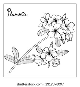 Vector floral illustration card black and white flower Plumeria on white background