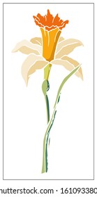 Vector floral illustration with daffodil flower. Isolated elements on a white background. Delicate bulbous plant for your floral design. Vector stock illustration