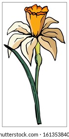 Vector floral illustration with daffodil flower. Isolated elements on a white background. Delicate bulbous plant for your floral design. Vector stock illustration