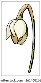 Vector floral illustration with daffodil flower. Isolated elements on a white background. Delicate bulbous plant for your floral design. Vector stock illustration