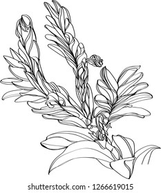 Vector floral illustration of a flower of a bromeliads. Illustration ofbromeliads.

