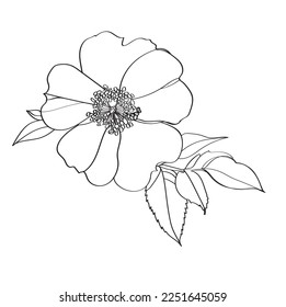 Vector floral illustration of a flower of a herb rose. Illustration of rose hips