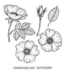 Ilustración vectorial floral, flores de cadera dibujadas a mano aisladas en fondo blanco. 