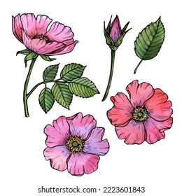 Vector floral illustration, hand drawn rosehip flowers set.