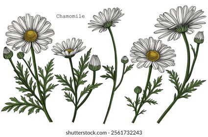 Vector floral illustration, hand drawn chamomiles isolated on white background. 