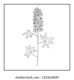 Vector floral illustration line art black and white flower set Delphinium on white background