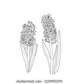 Vector floral illustration line black and white flower hyacinth on a white background